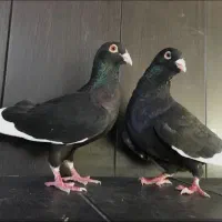 کبوتر قره سهوری نر ماده