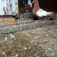 سیدی ویبال سفیدوبچ عراقی موقعیت عقیلی|پرنده|شوشتر, |دیوار