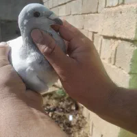 ماده شامی‌ دلبر