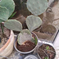 کاکتوس زبان مادرشوهر