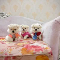 سگمینیاتوری نروماده۳ماهه تیکاپجیبی نیموجبپشمالو|سگ|تهران, نازیآباد|دیوار