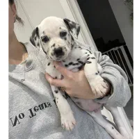 توله دالمیشن