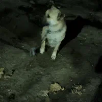 توله 5ماهه سرابی اصل نر|سگ|سرعین, |دیوار