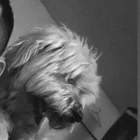 واگذاری سگ پاکوتاه شیتزو