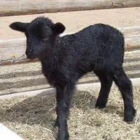 بزغاله ماده