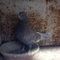 کبوتر کاشانی و تهرانی|پرنده|محمدشهر, یزدیها|دیوار