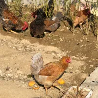 مرغ و خروس|حیوانات مزرعه|کرج, شهرک کیوانیه(معراج)|دیوار