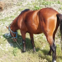 اسب|حیوانات مزرعه|خلیل شهر, |دیوار