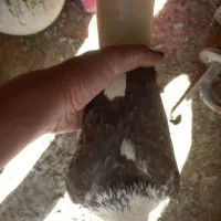 کفتر پشت دار یا پشت ابری گمشده