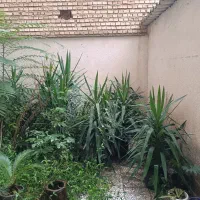 فروش گل یوکا