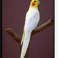 این عروس گم شدع