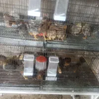 جوجهای 25روزه