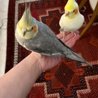 عروس هلندی