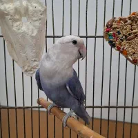 طوطی برزیلی ماده آماده جفت وجوجه کشی