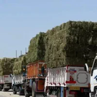 یونجه پرس خشک|خدمات باغبانی و درختکاری|شیرین‌سو, |دیوار