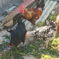 مرغ و خروس محلی اصل