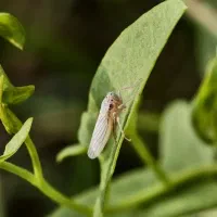 vivo x200pro گوشی دوربین محور|موبایل|چابهار, |دیوار