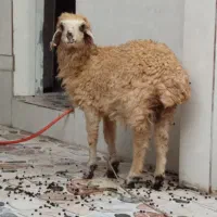 بره ماده|حیوانات مزرعه|اندیمشک, |دیوار