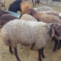 بره قوچ تخمی
