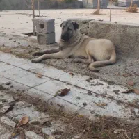 سگ عراقی از باغ دزدیده شده|حیوانات|ارومیه, |دیوار