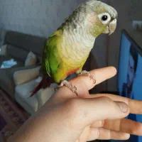 گرینچیک سخنگو و دستی|پرنده|ری, علایین|دیوار