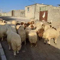 بره درحیوانات|حیوانات مزرعه|چرداول, |دیوار