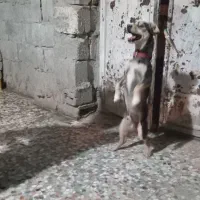 فروش یک عدد سگ پاکوتاه آدرس بستک|سگ|بستک, |دیوار