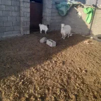 بززایده