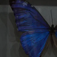 لباس زیر