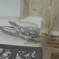 فروش پرنده عروس هلندی