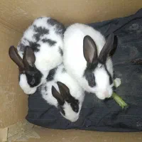 ((بچه خرگوش فارسان))|موش و خرگوش|فارسان, |دیوار