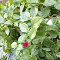 گل یخ های بزرگ و زیبا