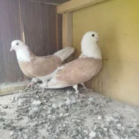 شازده زرد|پرنده|مبارکه, |دیوار