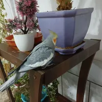 عروس هلندی آرام و سخن گو|پرنده|مبارکه, |دیوار