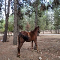 اسب مادیان|اسب و تجهیزات اسب‌سواری|پاسارگاد, |دیوار