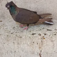 صرب و سوسنی|پرنده|مسجد سلیمان, |دیوار