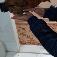 مرغ مینیاتوری