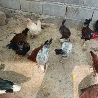 مرغ و خروس و اردک