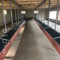 فروش کاه گندم درجه یک