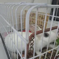 ۲تا خرگوش|موش و خرگوش|ایلام, |دیوار