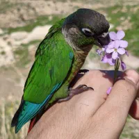 طوطی گرینچیک