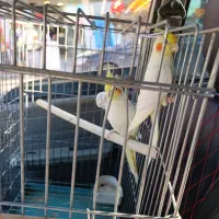 جفت عروس هلندی مولد به شرط تخم و جوجه