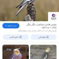 گمشده