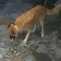 سگ گمشده|حیوانات|لامرد, |دیوار