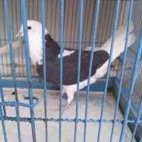 نر شازده|پرنده|قم, آذر (نکویی)|دیوار