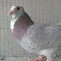 ۲ تا نر نقره ای پلنگ پدر و پسر|پرنده|کرمان, |دیوار