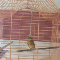 کوت عبدالله