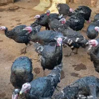 فروش بوقلمون محلی|حیوانات مزرعه|هشترود, |دیوار