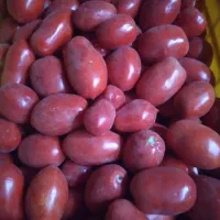 گوجه ربی