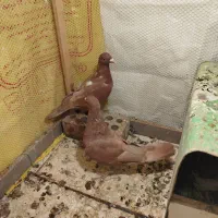 کفتر گلی|پرنده|زرند, |دیوار